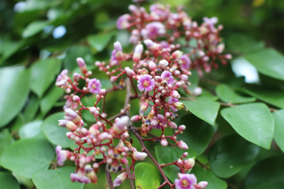 Oxalidaceae